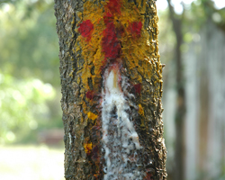 Milk leak from neem tree in Kandasamy shooting spot Milk leak from neem tree in Kandasamy shooting spot