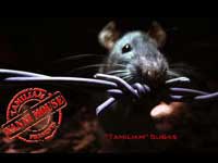 Vanni Mouse Vanni Mouse