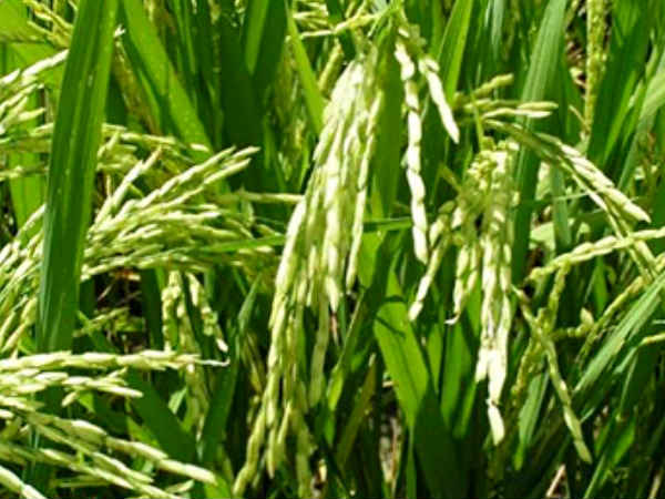 கப்பலில் அரிசி வருமா?