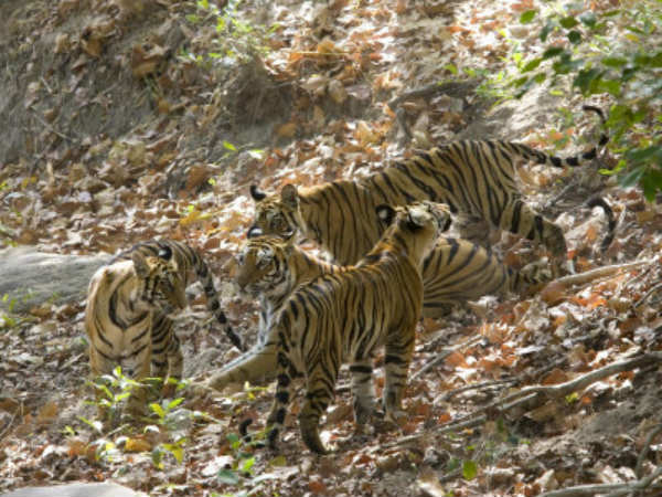 அழியும் புலிகள் இனம்