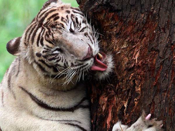 இந்தியாவிலேயே முதல்முறையாக...