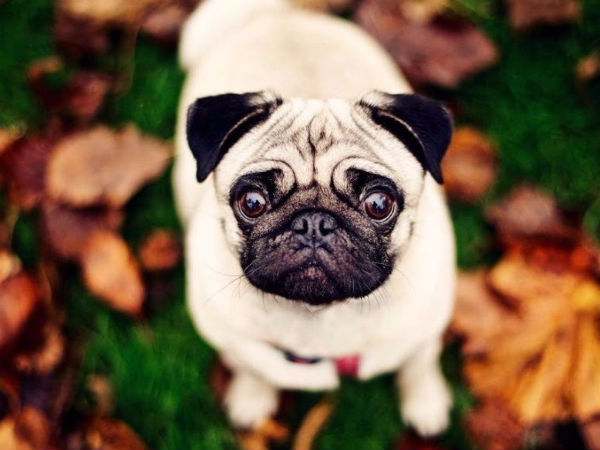 Dogs play lead role in Naaikkutty Padam Dogs play lead role in Naaikkutty Padam