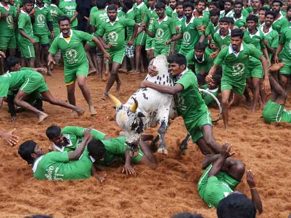 Ilami, a movie on Jallikkattu Ilami, a movie on Jallikkattu