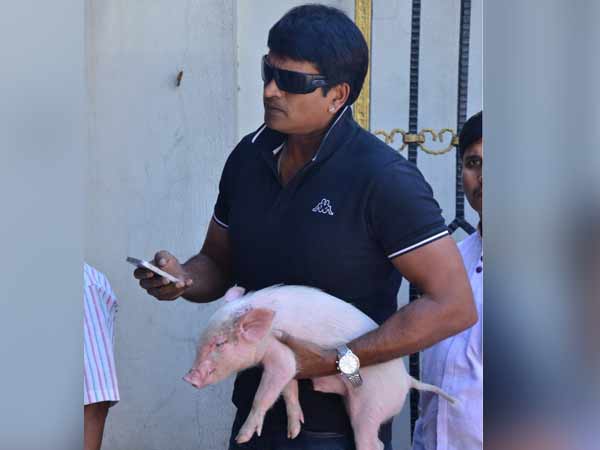 பன்றிக்குட்டி