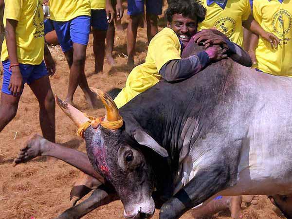 Veera Thamizhan Tamil album about Jallikattu going viral Veera Thamizhan Tamil album about Jallikattu going viral
