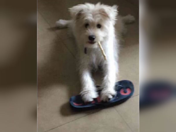 Trisha tweets about missing pup Trisha tweets about missing pup