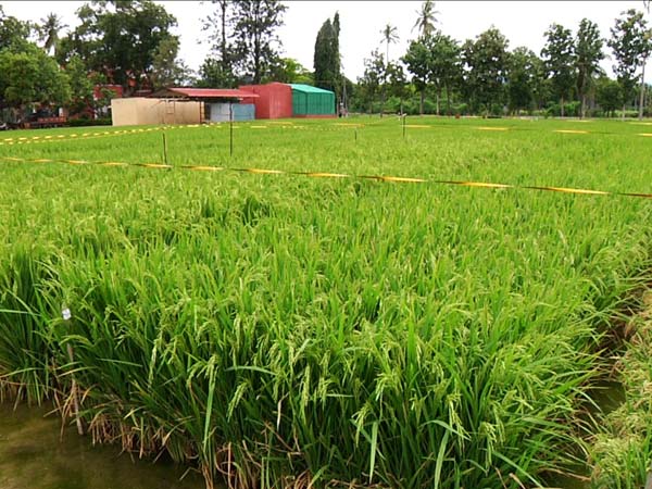 Popular stars turn to organic farming Popular stars turn to organic farming
