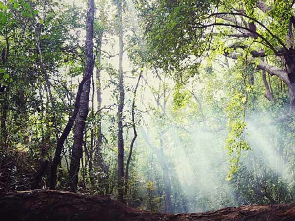 காடுகளில் படப்பிடிப்பு