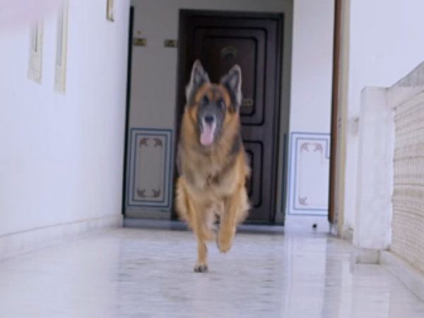 Rocky review: Its a police dog story Rocky review: Its a police dog story