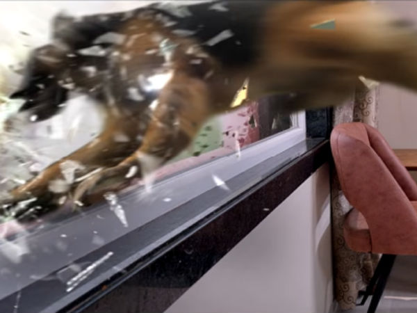 Rocky review: Its a police dog story Rocky review: Its a police dog story