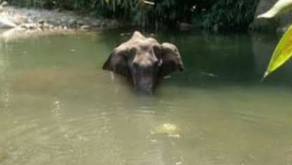 வலியால் தவித்த யானை