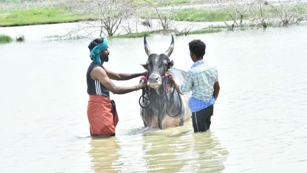 வைரல் போட்டோ