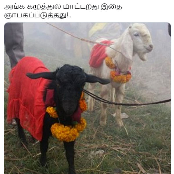 பலி கடாக்கள்