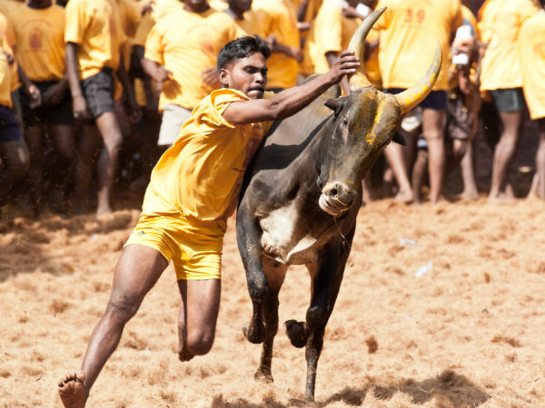 ஜல்லிக்கட்டு