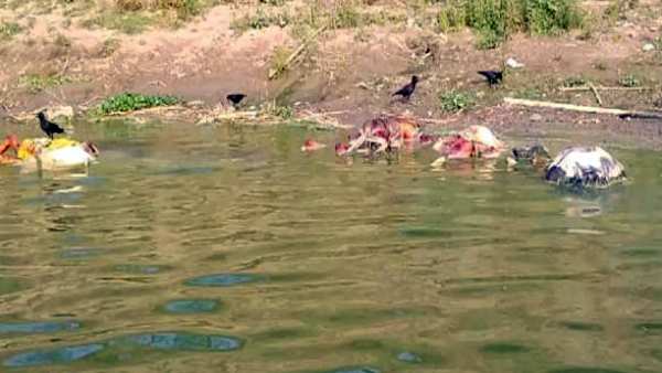 கங்கையில் பிணங்கள்
