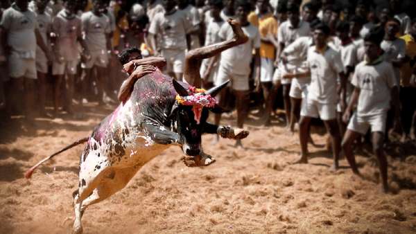 சல்லிக்கட்டு
