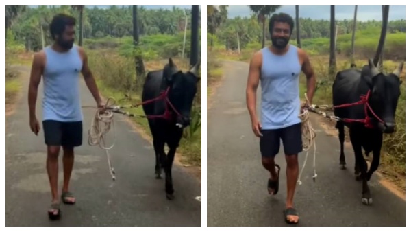 ஜல்லிக்கட்டில் சூர்யா பயிற்சி