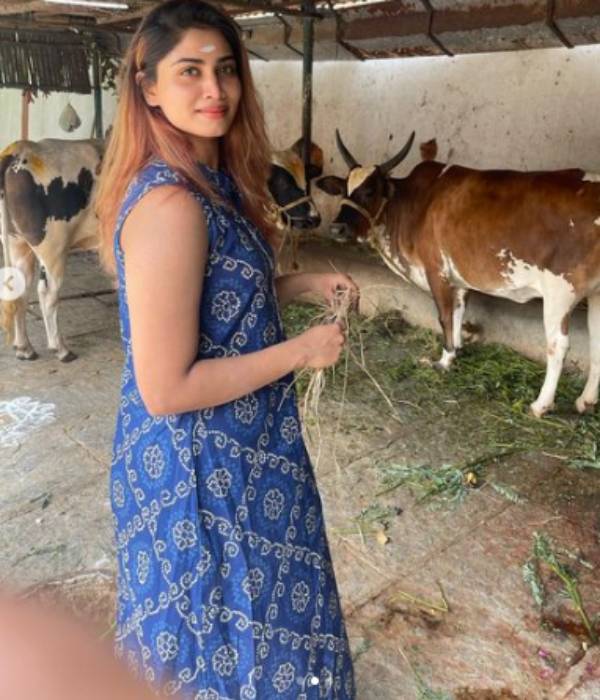 மாட்டு தொழுவத்தில்