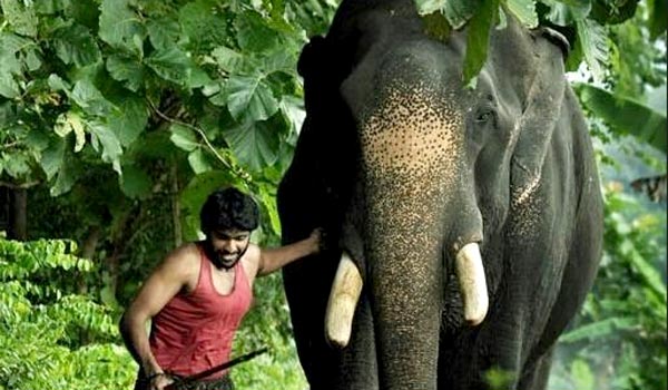 கும்கி நாயகன்