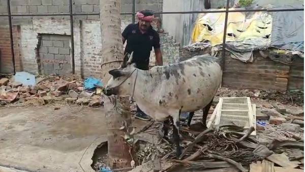 மாட்டிடம் பேசிய மன்சூர்