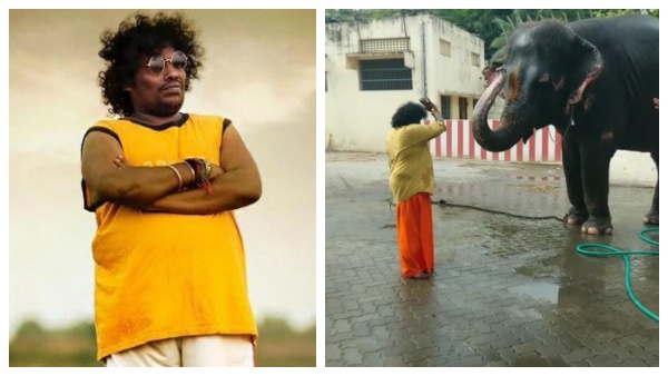 அடடே கோயில் யானைக்குக்கூட யோகிபாபுவை தெரிகிறதே.. யானையின் சுவாரஸ்யமான ரியாக்‌ஷன்! 