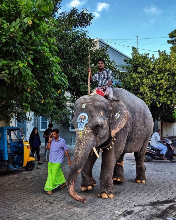 லக்ஷ்மி யானை